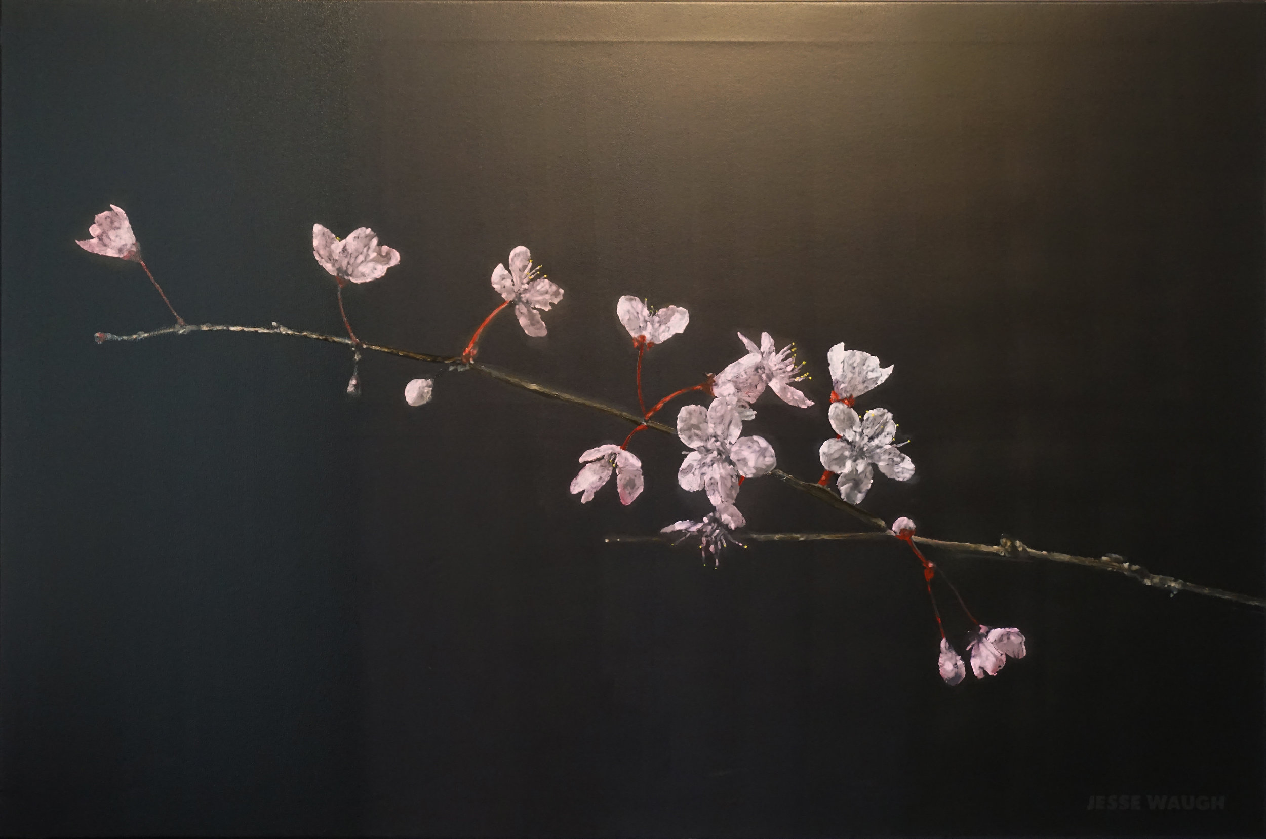 2017-04-22-Cherry-Blossoms-adytum-JESSE-WAUGH-jessewaugh.com.jpg