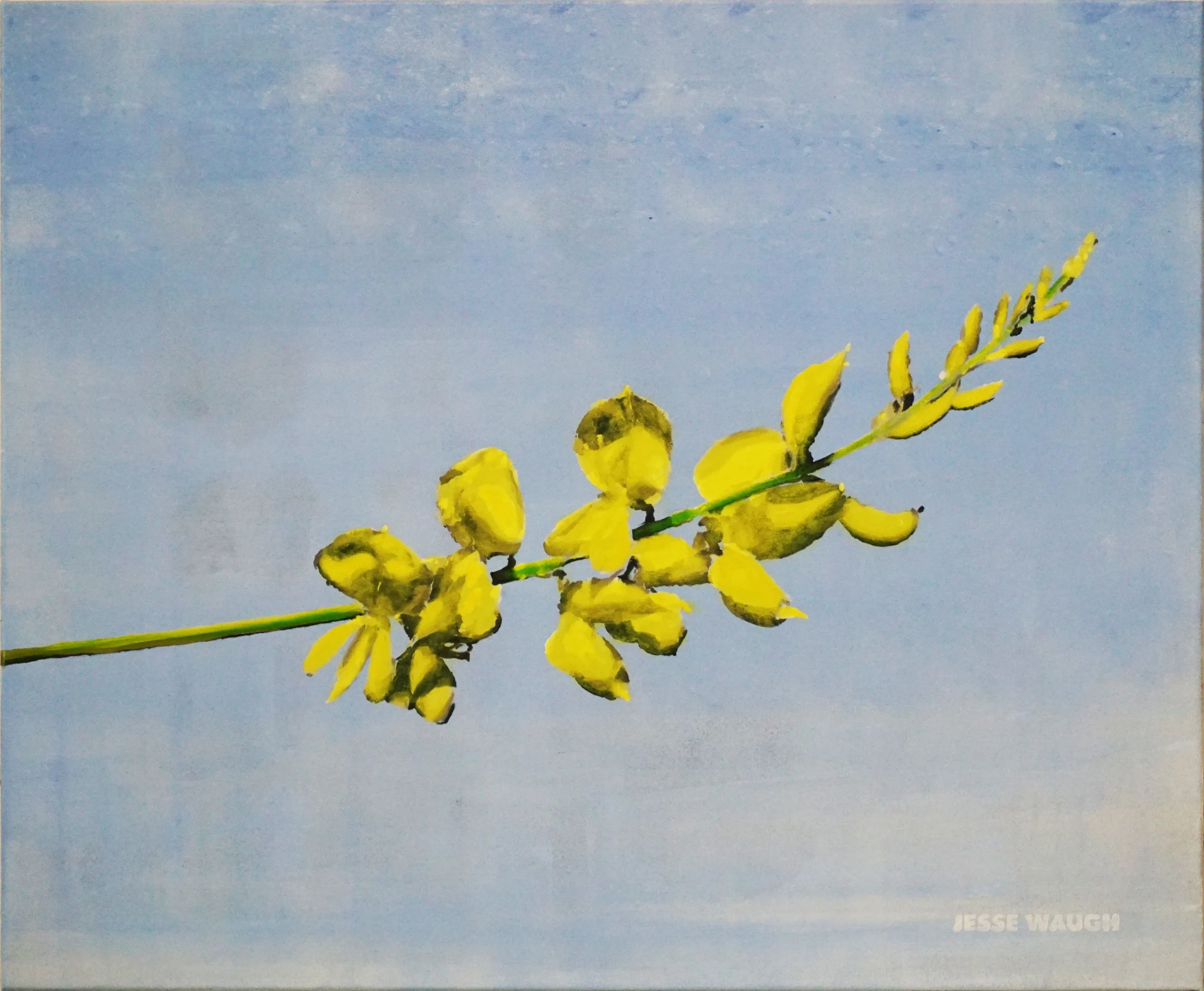 JESSE WAUGH CATALAN BROOM 2017 OIL ON CANVAS 73 X 60 CM