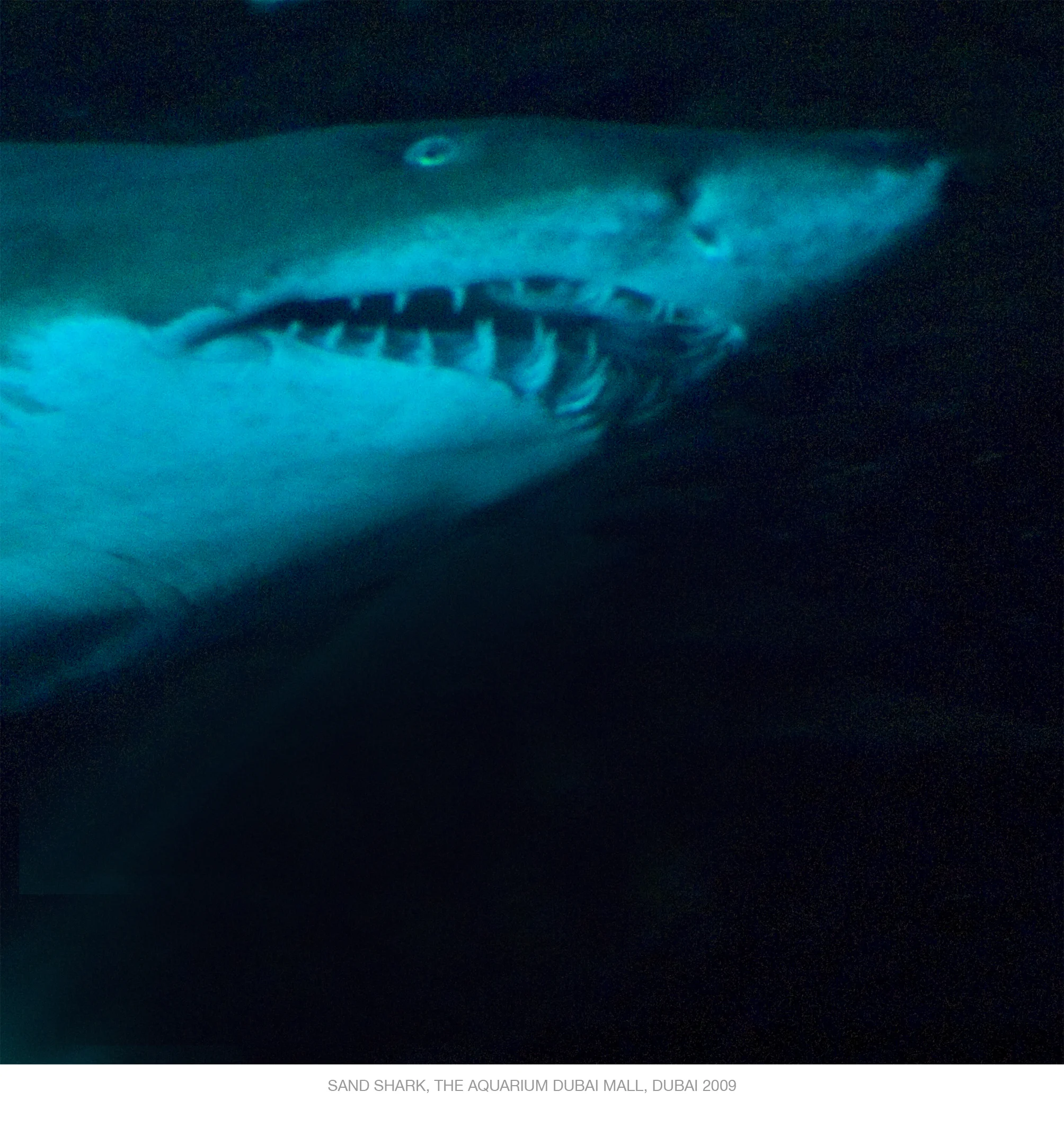 Sand shark, Aquarium, Dubai Mall