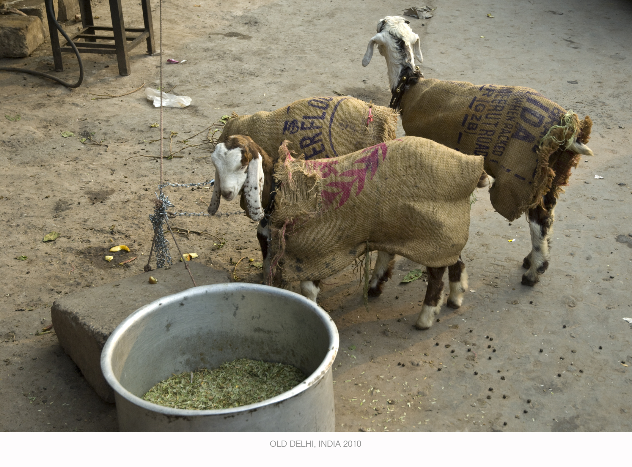 goats.jpg