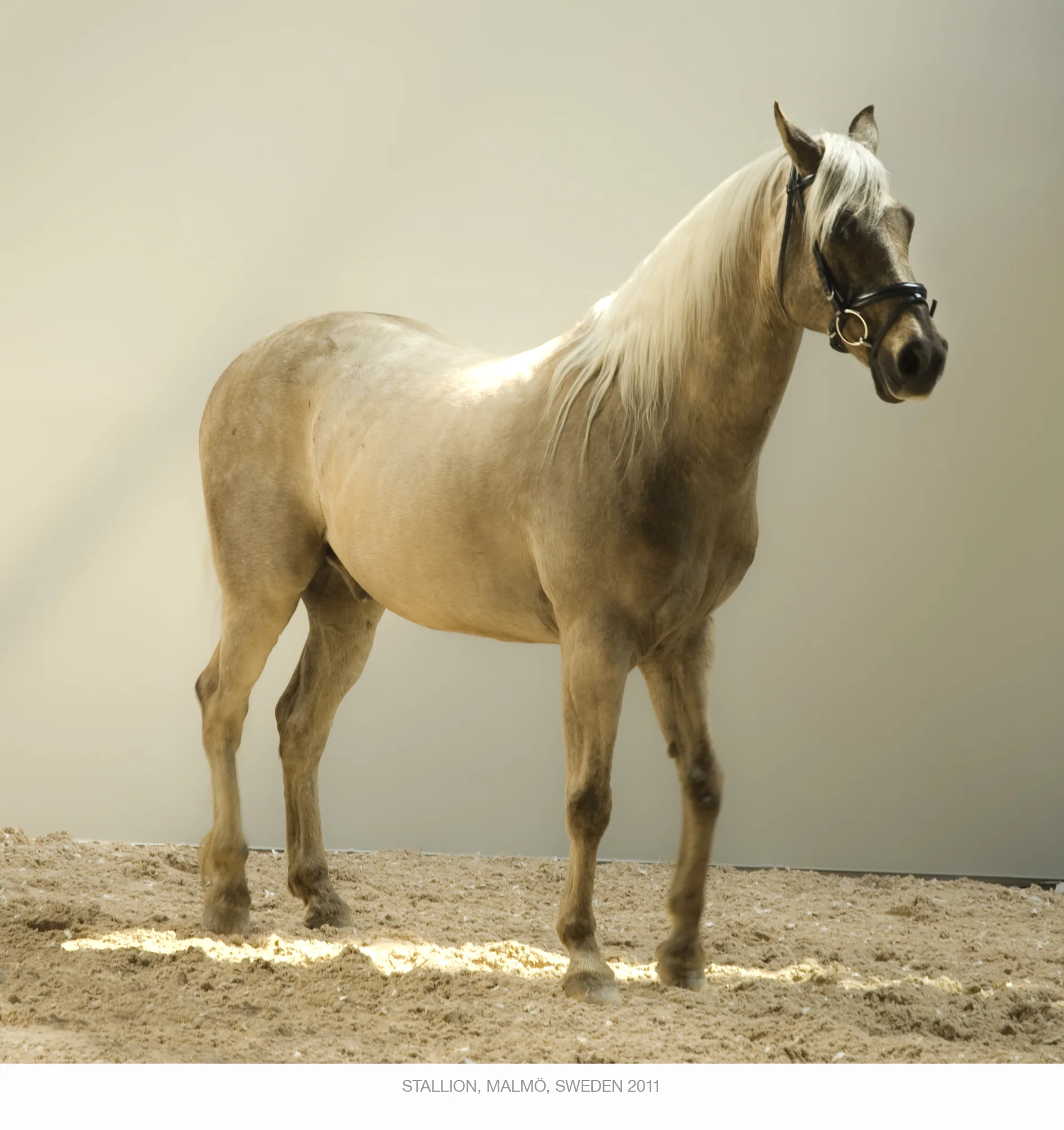 horse_3992.jpg