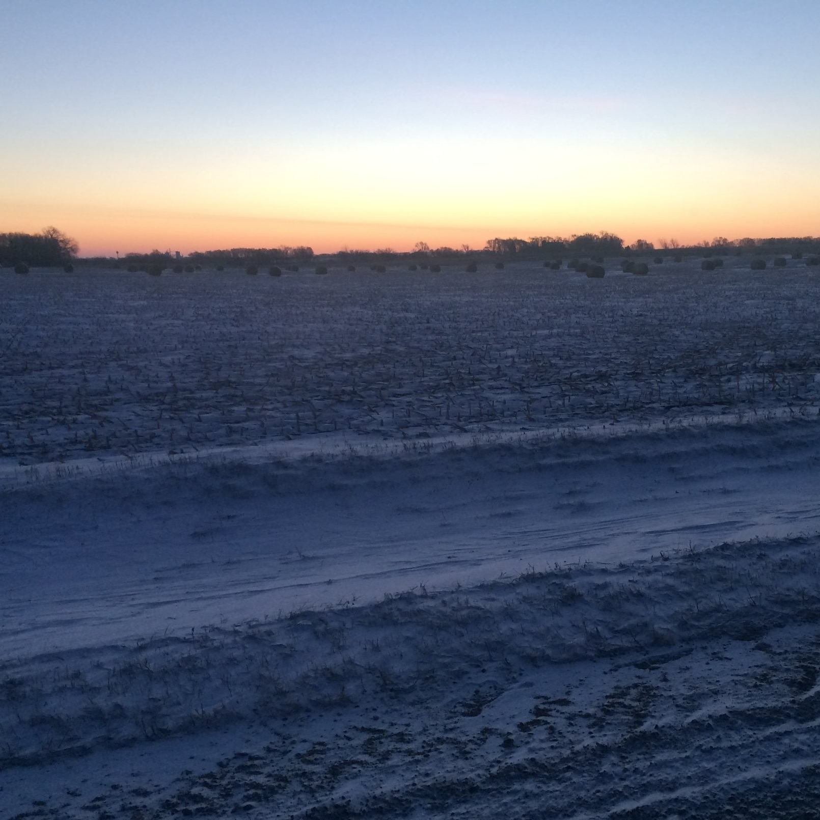 Corn stalks and thin snow