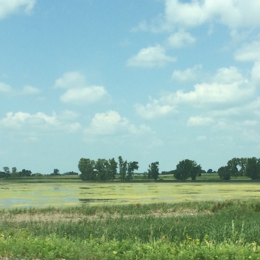 Wetland with algae