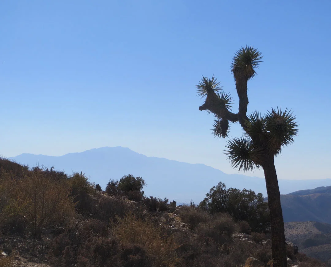 JoshuaTreeNP.jpg