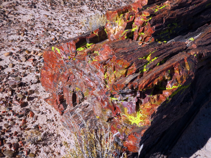 The neon yellow color is lichen.