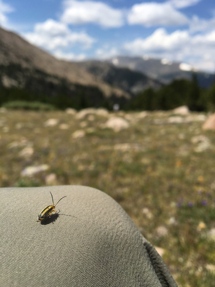 Sunshine chat with a bug