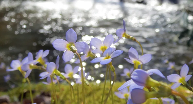 Flowers, tapestry design, and spring water