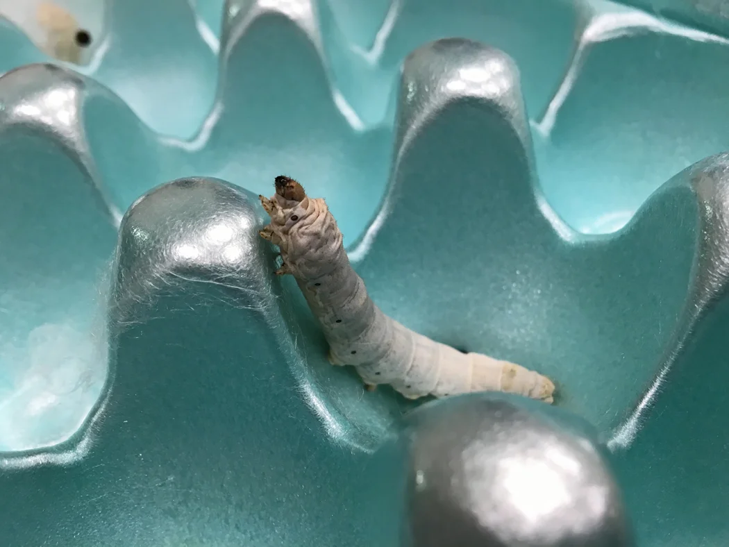 Silkworm hanging out in an egg carton in Heather Winslow's class at Midwest Weaver's Conference.