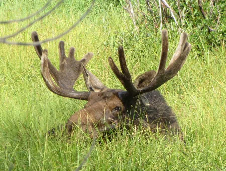 Karl the moose. CSU Mountain Campus, August 2017