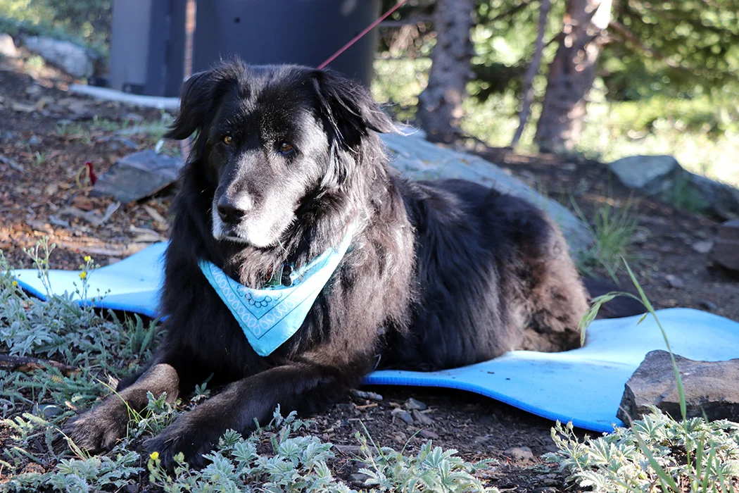 Campsite matriarch, Maya. She was keeping tabs on the chipmunks and she was very very good at it.