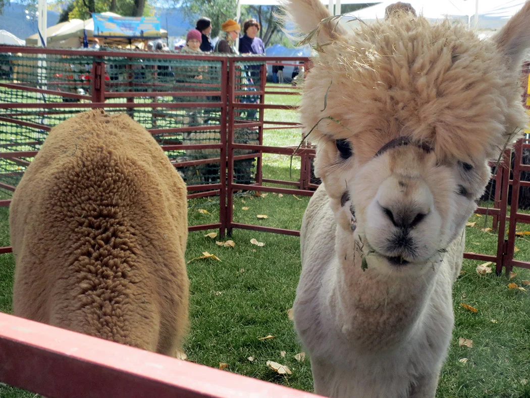 Taos Wool Festival; first weekend in October