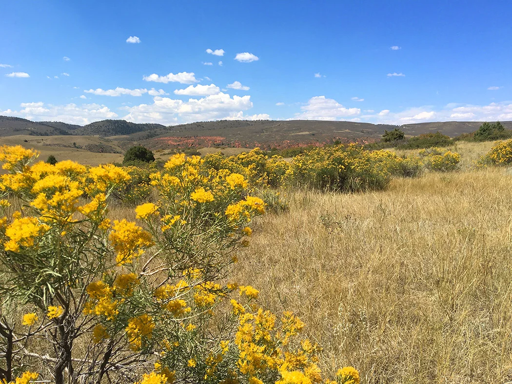 Chamisa blooming at Red Mountain Open Space, Larimer County, Colorado