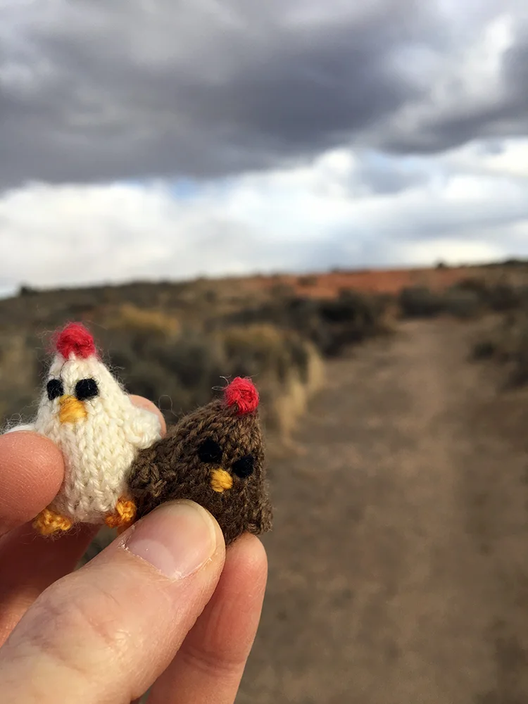 Chickens in the New Mexico desert.