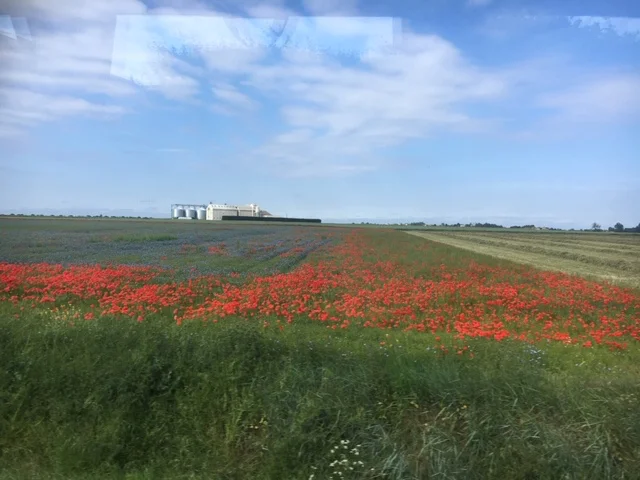 FrenchPoppies.jpg