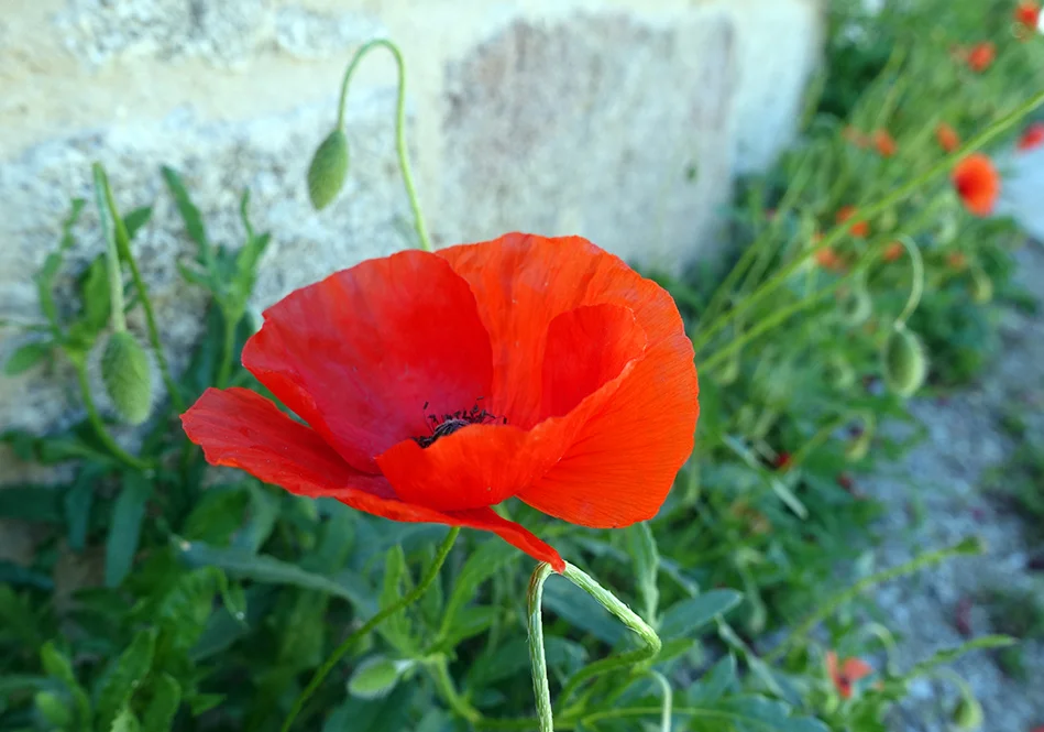 FrancePoppyAubusson.jpg