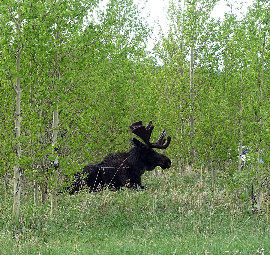 We’ll call him Karl. CSU Mountain Campus, Colorado, 2019