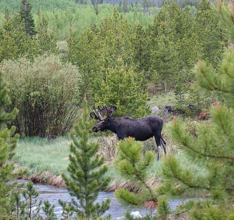 Last morning, a moose’s breakfast, CSU Mountain Campus 2019