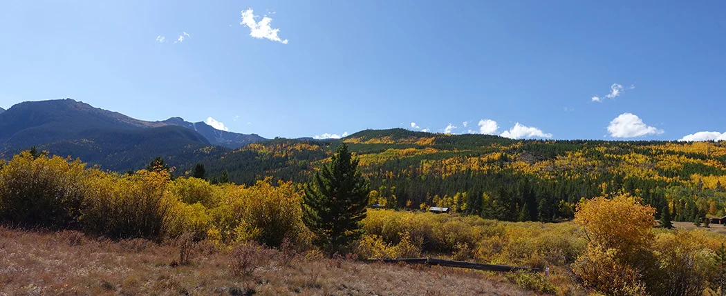 Fall in Colorado: weaving leaves