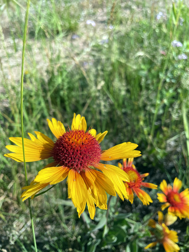 Coneflower Lory 2021.png