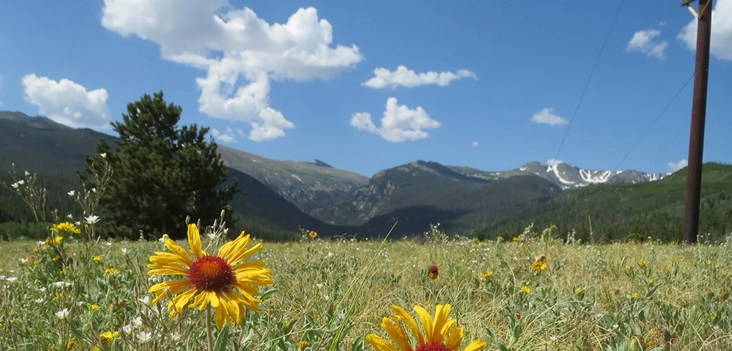 CSU Design Banner.jpg