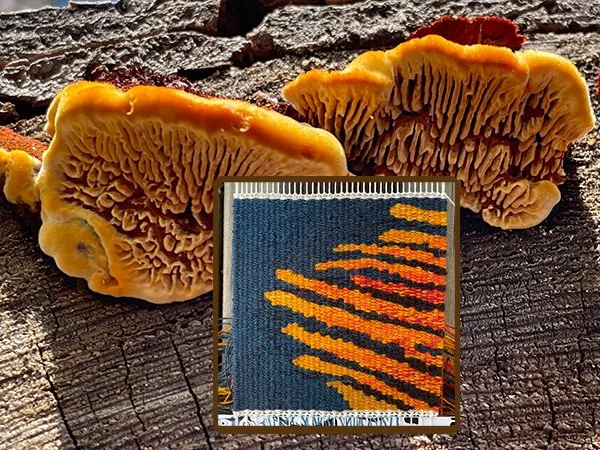 Summer of Tapestry Introductory Zoom meeting, 11am MT