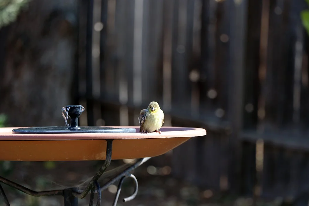 Birding around. Birding and tapestry weaving for anxiety reduction!