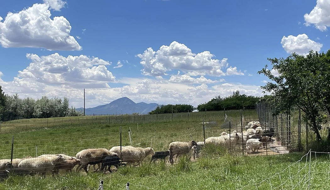 Petting lambs and adding to my churro roving stash | Navajo churro sheep