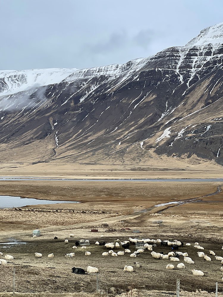 Icelandic Fleece in pasture
