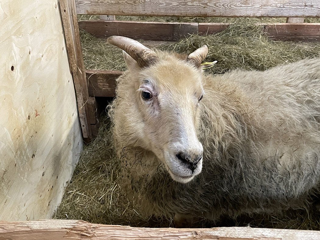 Icelandic Sheep Wool Roving – Taiga Farm & Vineyards