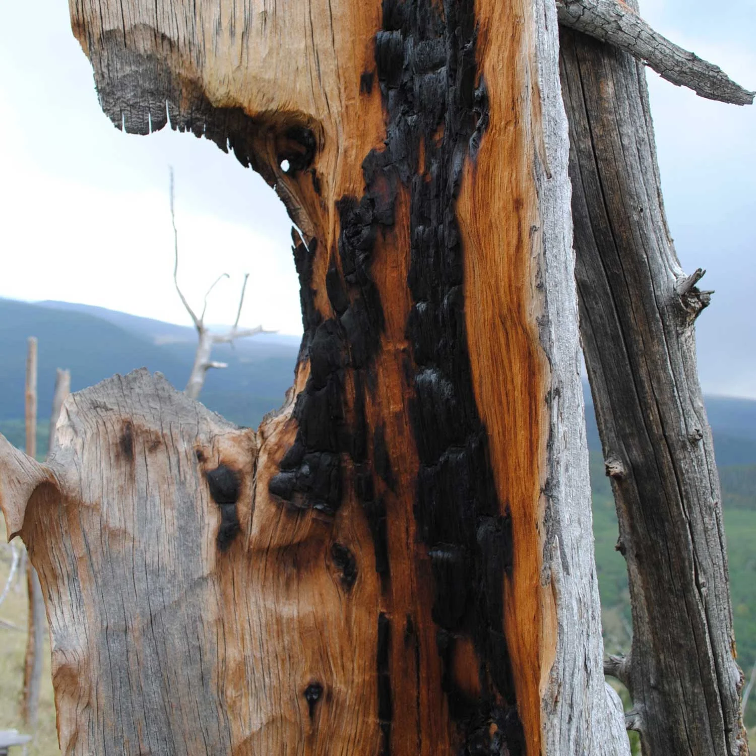 Bristlecone_Fire_web.jpg