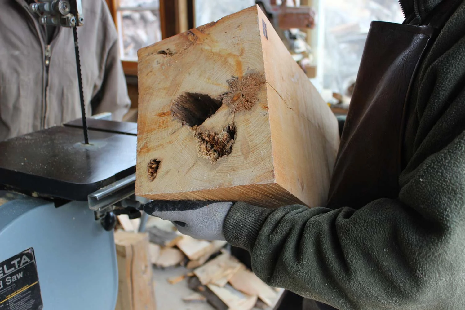 cutting-bristlecone.jpg