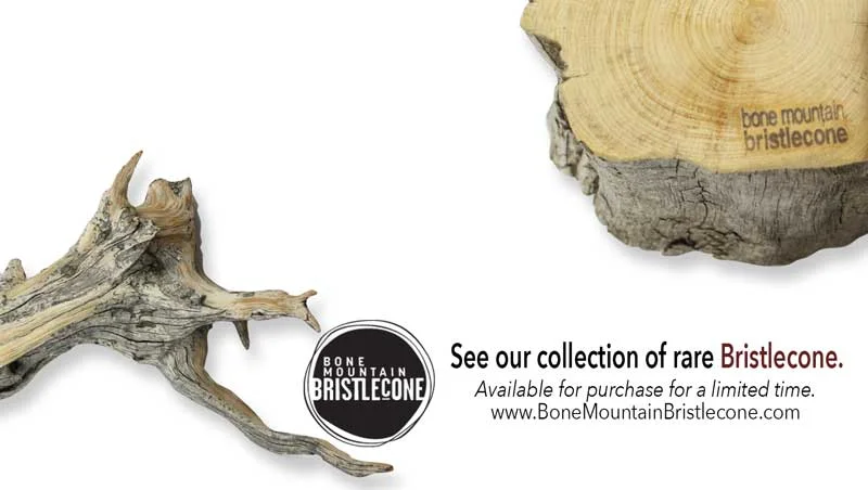 Bristlecone-sale-flier.jpg