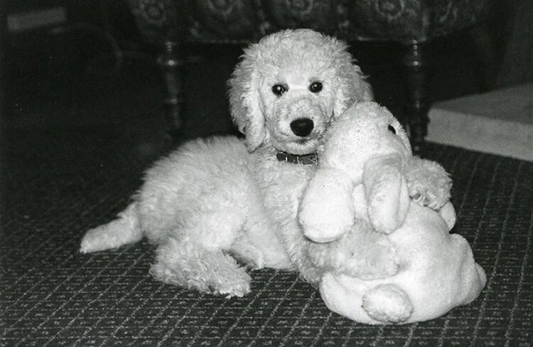 PBP_puppy_bunny.jpg