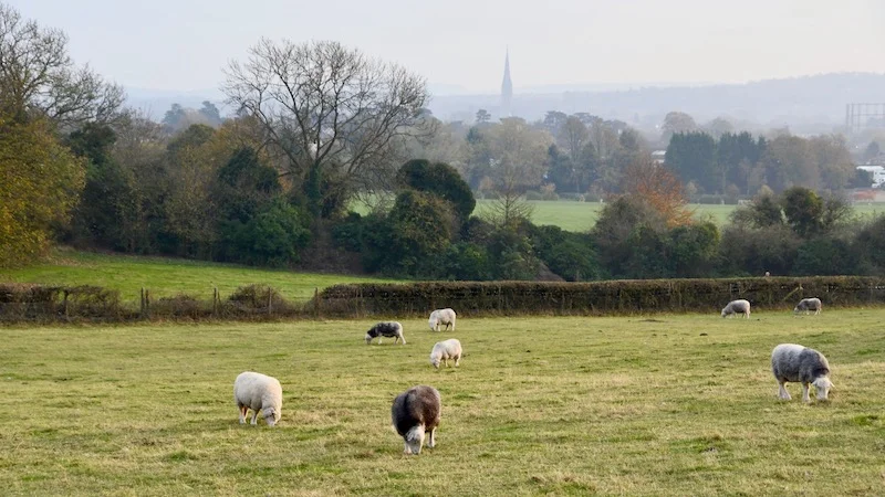 Sarum - 26.jpg