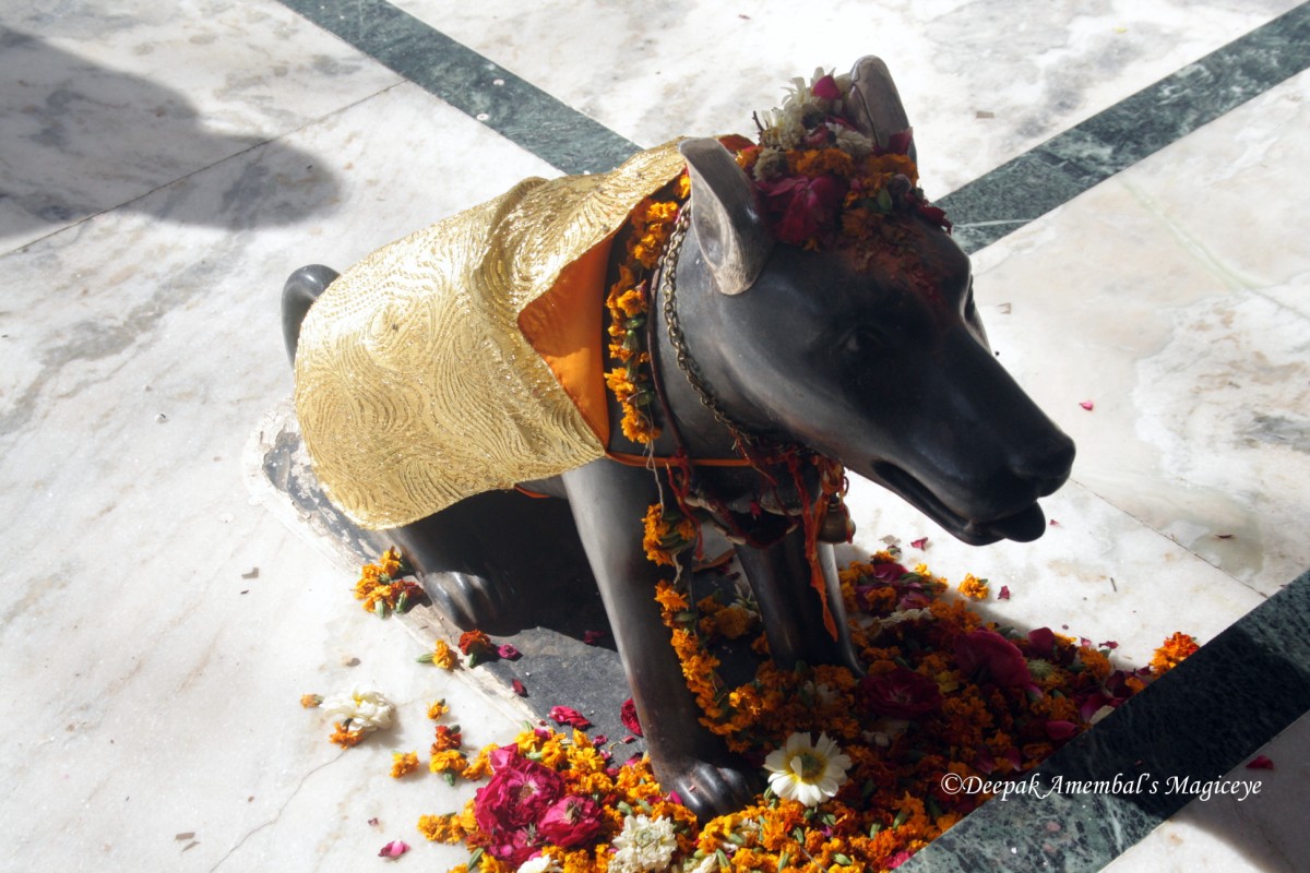 khal bhairava dog.jpg