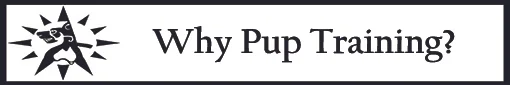 Banner Why Pup Training.jpg