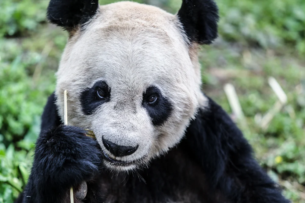 Chengdu, China