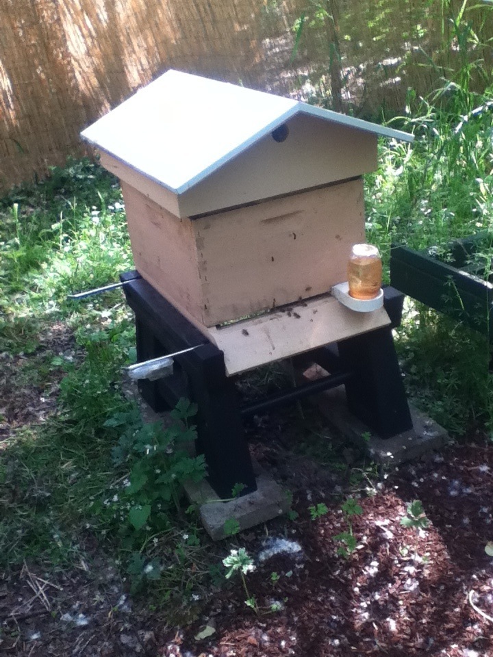 Bees flying in and out of Hive One