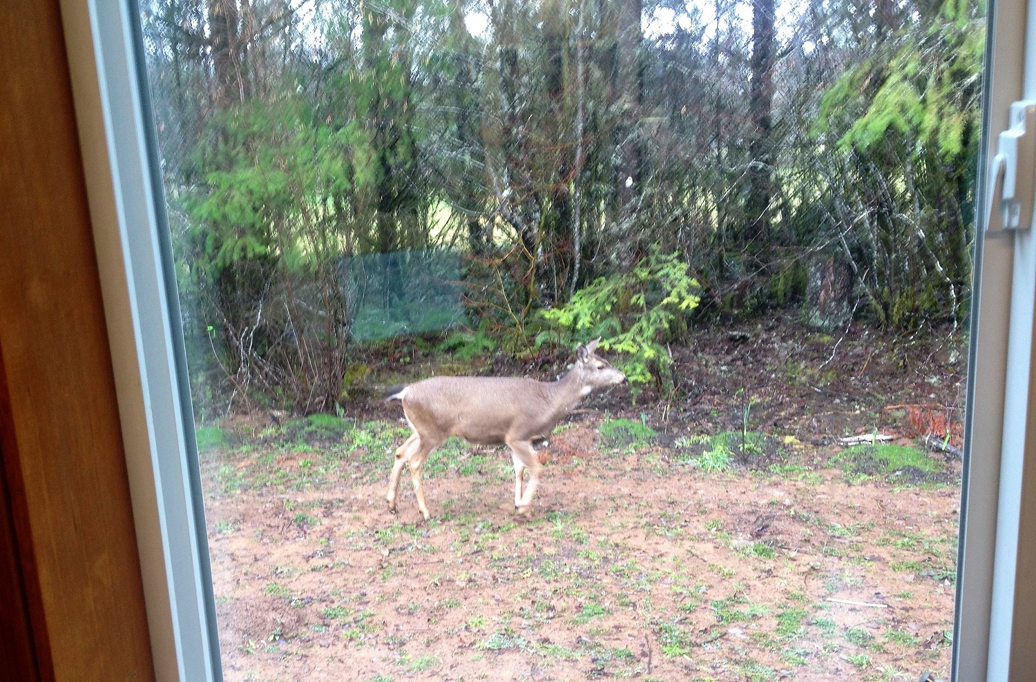 One strolls by while I'm writing