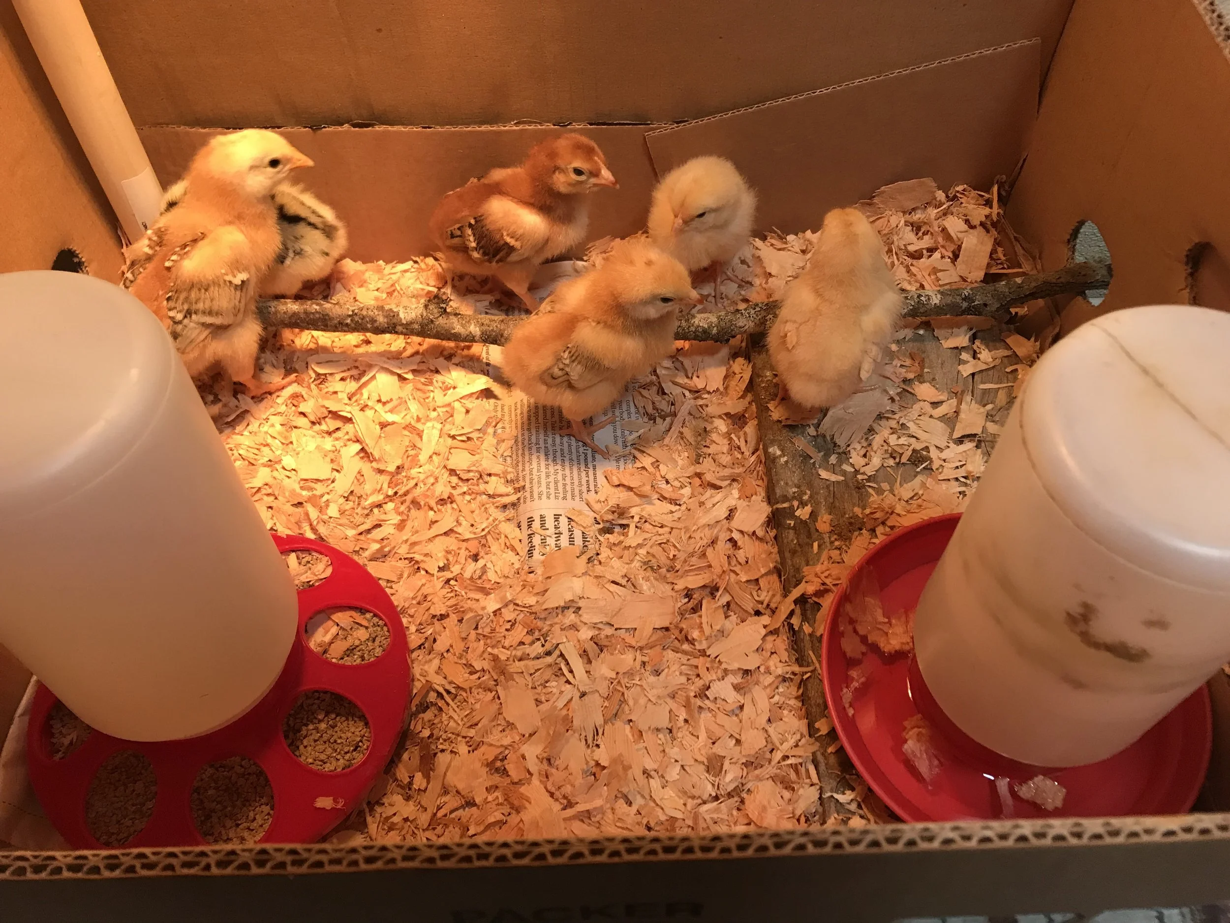 More Chickens in the Bathroom