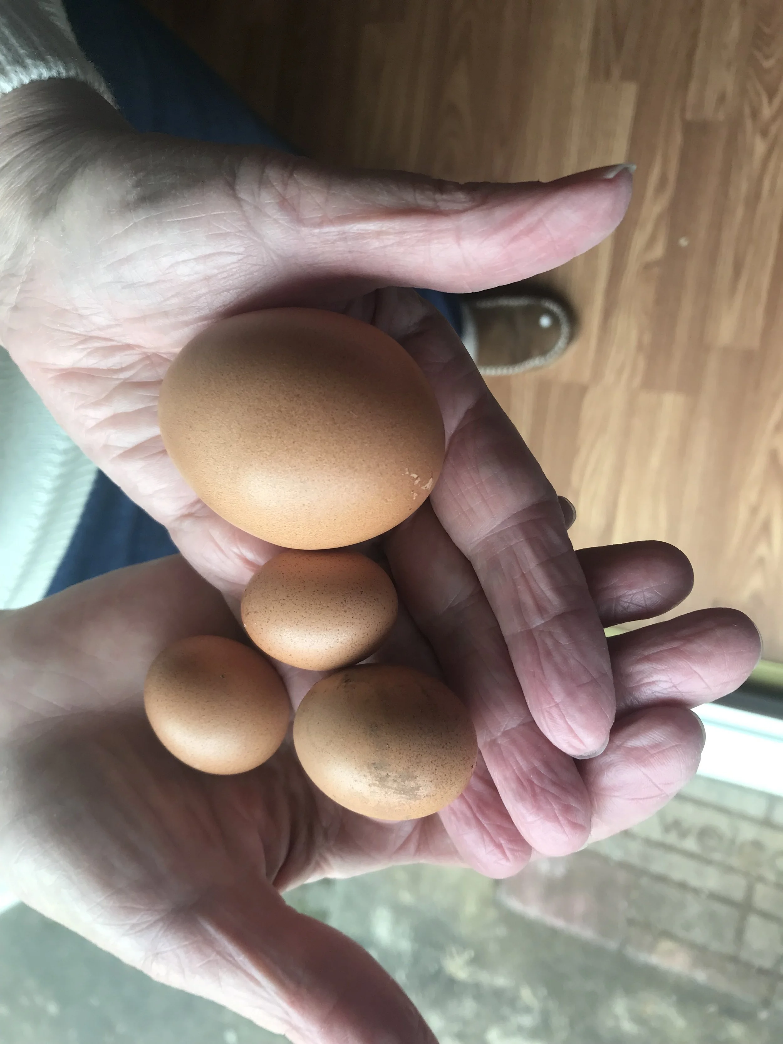 Tiny Chicken Eggs