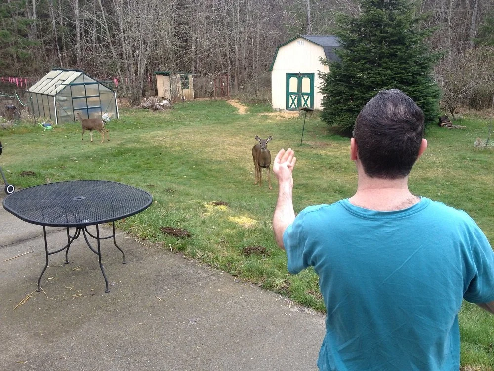 The Deer and Other Animals