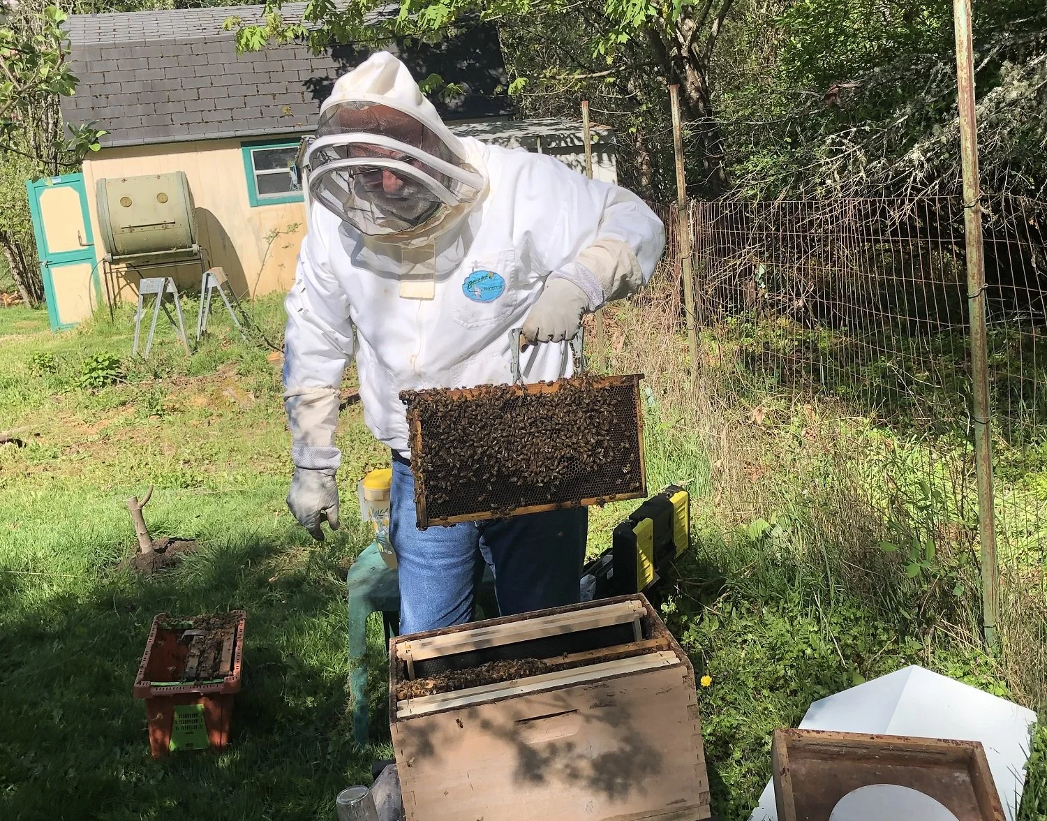 The Buzz of the Bees