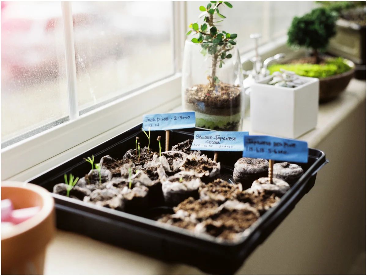Plants_008.jpg