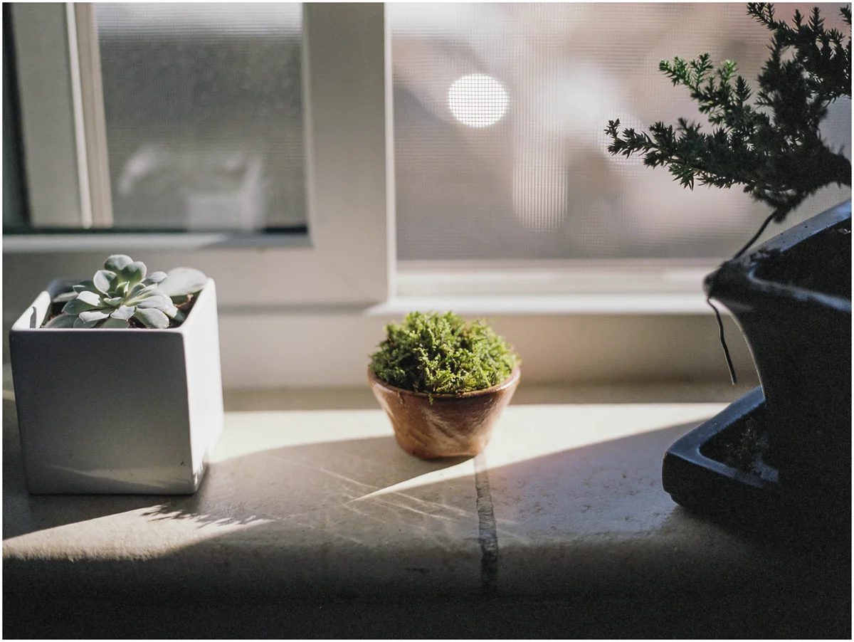 Plants_002.jpg