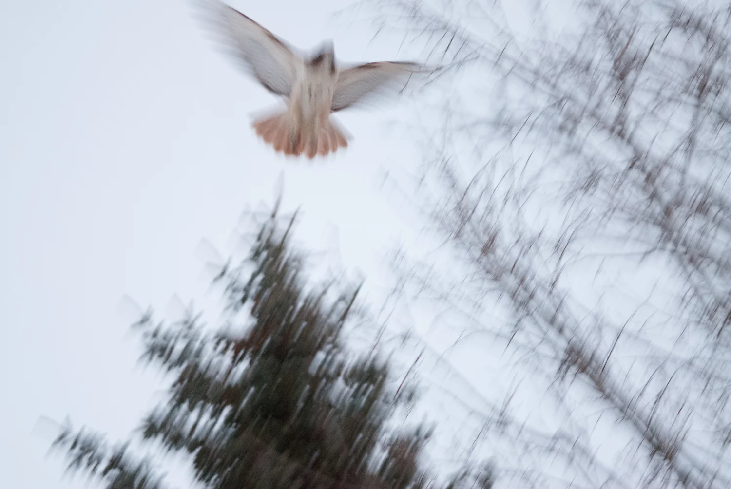 DSC_7754.jpg