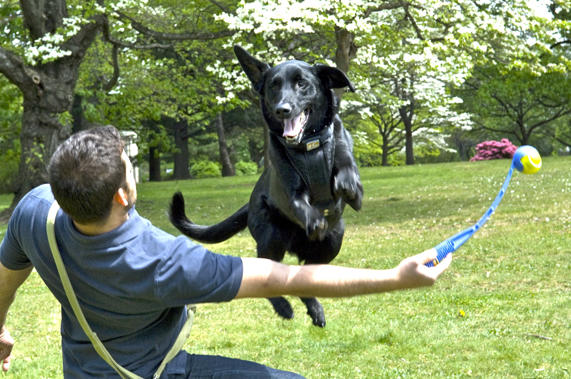 Philadelphia Dog Training