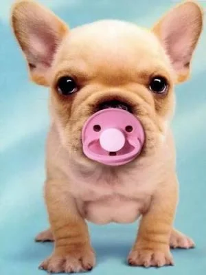 Dog, meet Baby! Training: What to do before and after baby arrives.