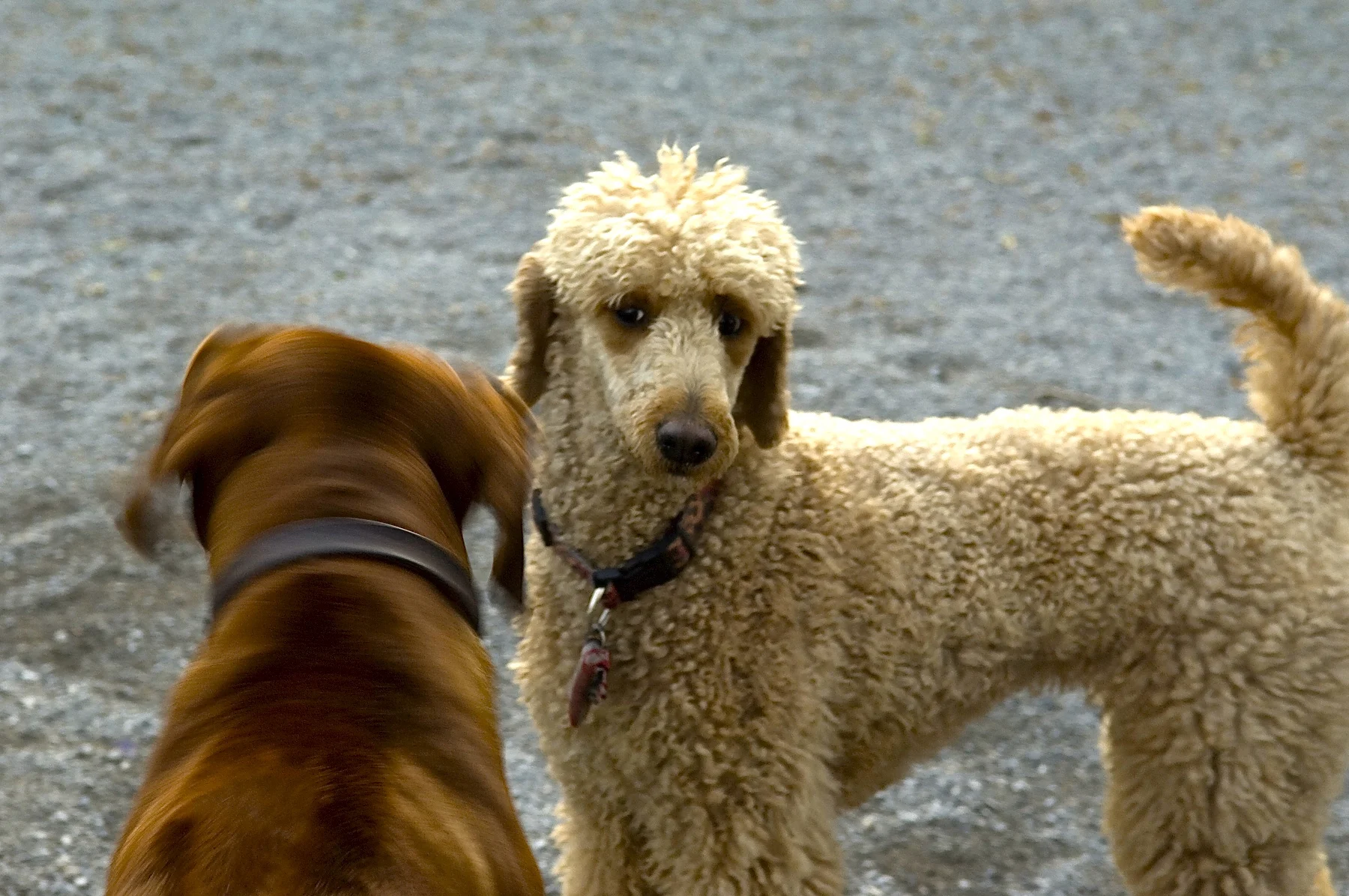 How to Handle Being Approched By A Loose Dog