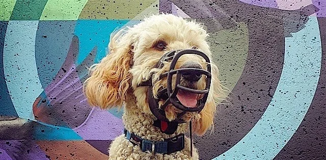 Dogs! Bites! Muzzles! Oh My!